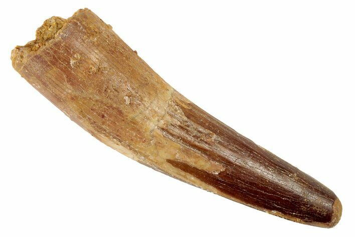 Spinosaurus Tooth - Real Dinosaur Tooth #192109